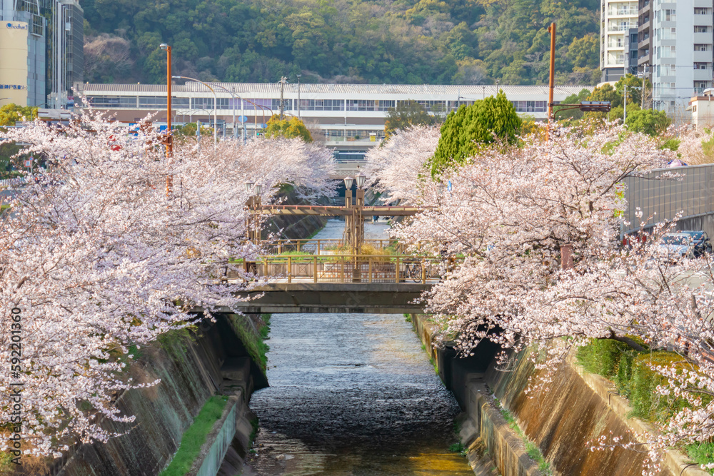 川沿いに咲く満開の桜