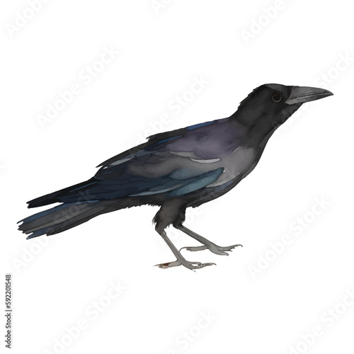 crow with style hand drawn digital painting illustration
