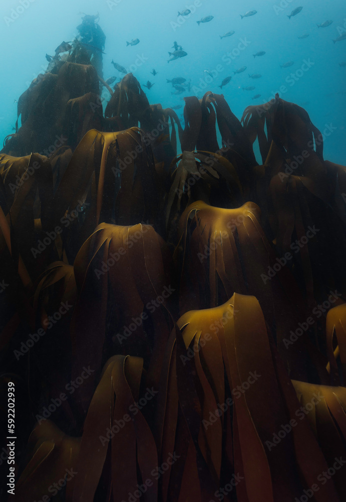 A deep kelp forest showing very large Ecklonia maxima leaves reaching up to the water surface with fish in the background