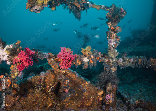 Fototapeta Naklejka Na Ścianę i Meble -  Close up of a ship wreck underwater covered in coral and other sea life with fish in the background