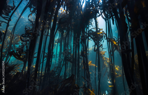 A kelp forest mainly showing Ecklonia maxima from below with the tall stalks reaching up to the water surface