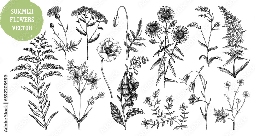Hand drawn summer flower sketches collection. Wildflower drawings isolated on white background. Herbs, meadows or woodlands flowering plant. Floral design elements set in engraved style - obrazy, fototapety, plakaty 