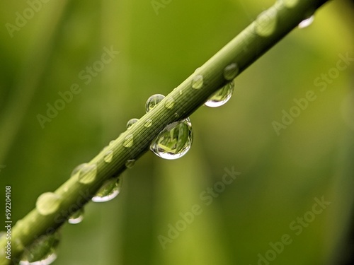the closeup picture of water dew drops on a stem