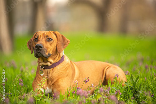 ridgeback dog in green grass