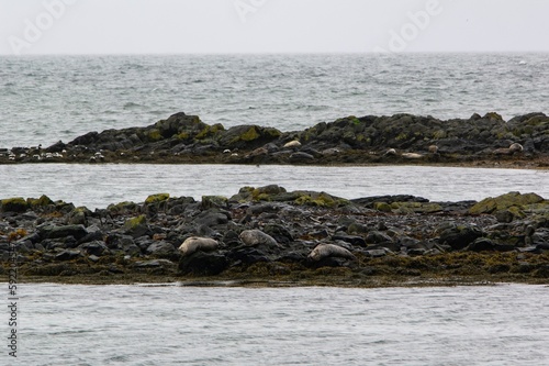Seals (phoca vitulina) relaxing on wet stones in western part of Iceland, Europe in bad weather