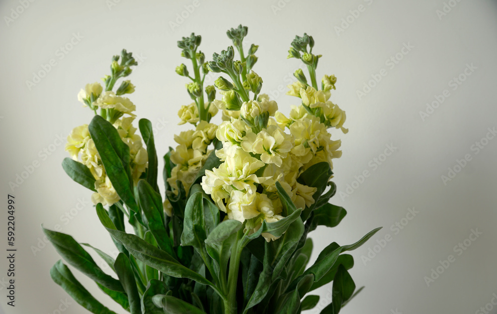 Bunch of Hoary stock yellow flowers in white background                                
