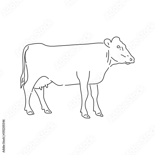 Doodle of cow. Hand drawn vector illustration.