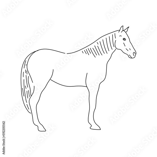 Hand drawn horse sketch. Vector.
