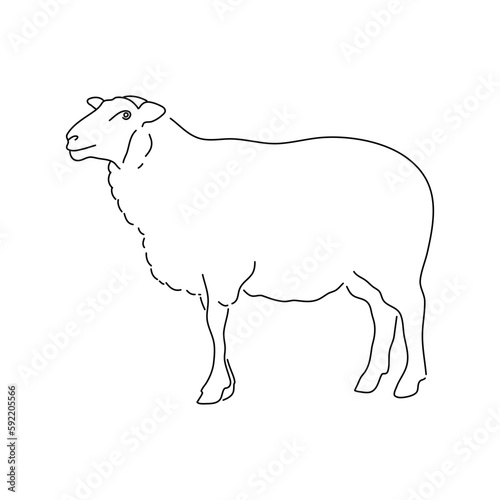 Hand sketch sheep. Vector illustration.