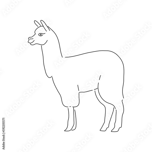 Alpaca animal. Hand draw sketch. Vector.