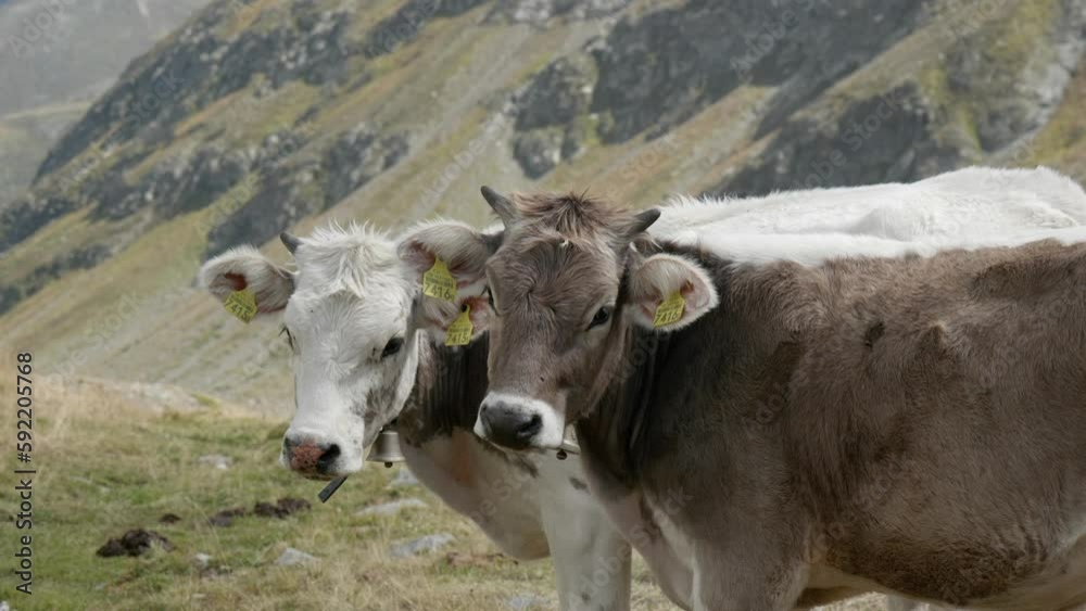 cows watching hiker in the swiss alps cows watching hiker in the swiss alps