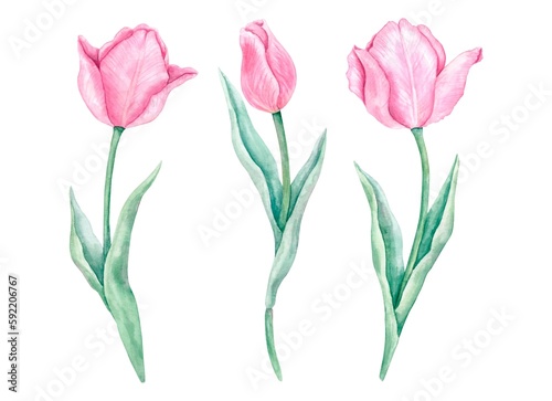 Set of pink tulips on a green stem with leaves on a white background. Hand-painted watercolor botanical illustration.