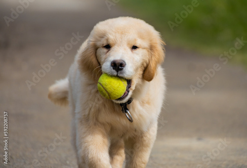 golden retriever puppy playing with tennis ball in park