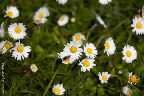 daisies in the grass © Алина Зябрева