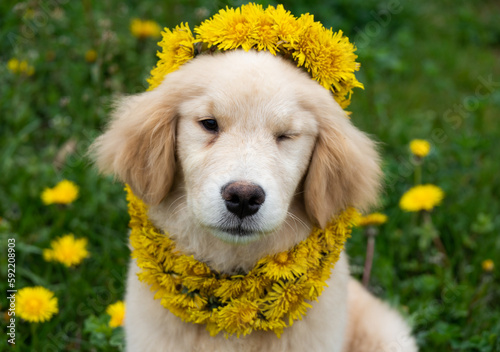 a labrador golden retriever puppy in a wreath of dandelions on his head sits in a clearing with green grass and dandelions