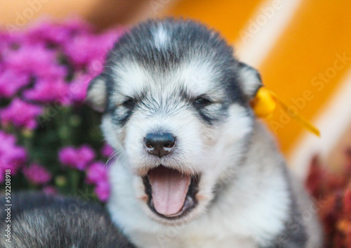 little puppy of alaskan malamute siberian husky cute photo puppy yawns © Алина Зябрева
