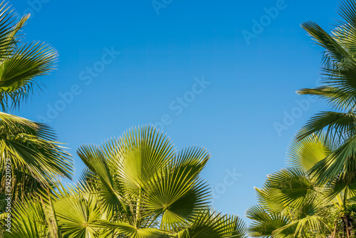 Palm tops in bright sunlight against a cloudless blue sky  minimalistic beautiful tropical background  natural color and sunlight  copy space