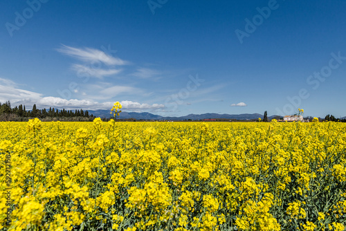Agriculture in spring, mustard bloom