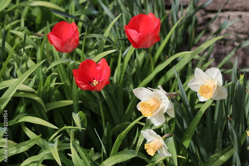 Tulipes rouges et jonquilles jaunes p  les dans un Jardin in de Corr  ze  France.