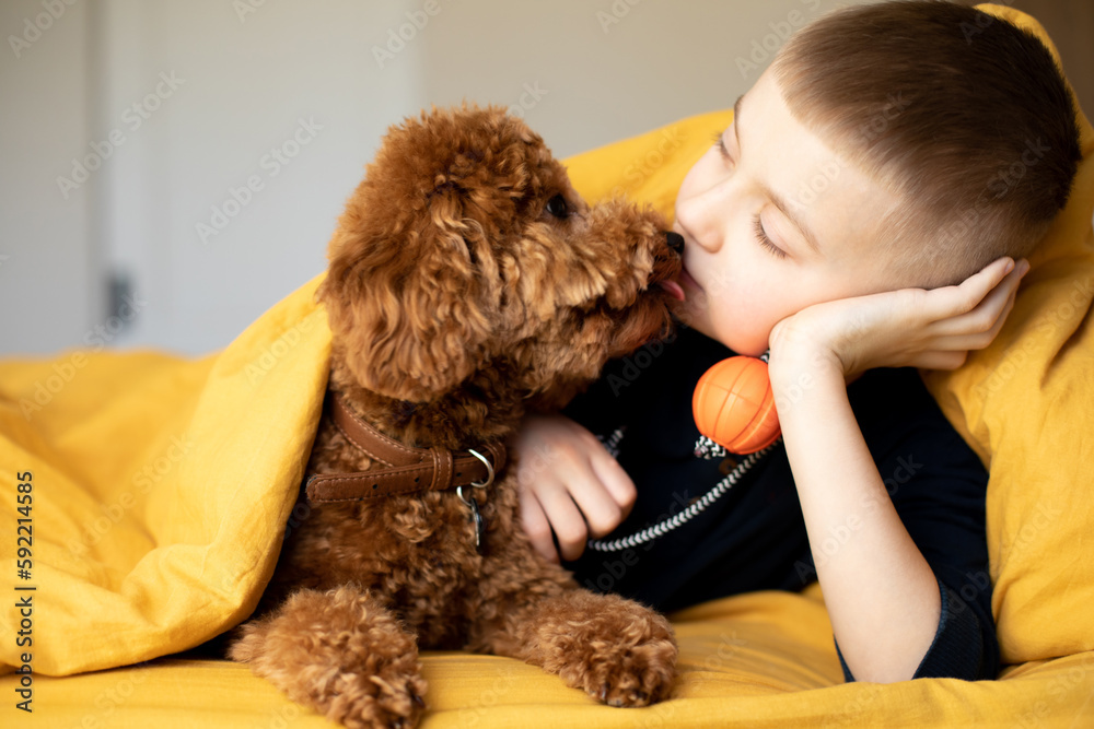 The boy peers out from under the yellow blanket along with his dog, a red poodle. The boy plays with his dog. Front view The boy peers out from under the yellow blanket along with his dog, a red poodle. The boy plays with his dog. Front view