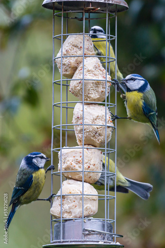 Blue tits, perched on a bird feeder in a Sussex garden, with a shallow depth of field