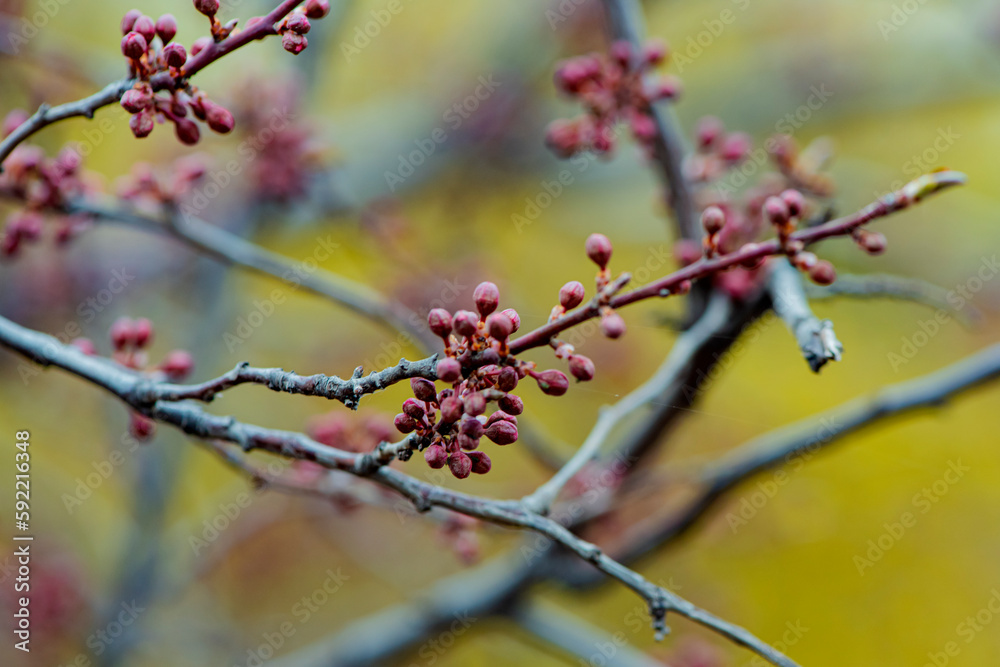 The new buds begin to appear in the spring The new buds begin to appear in the spring