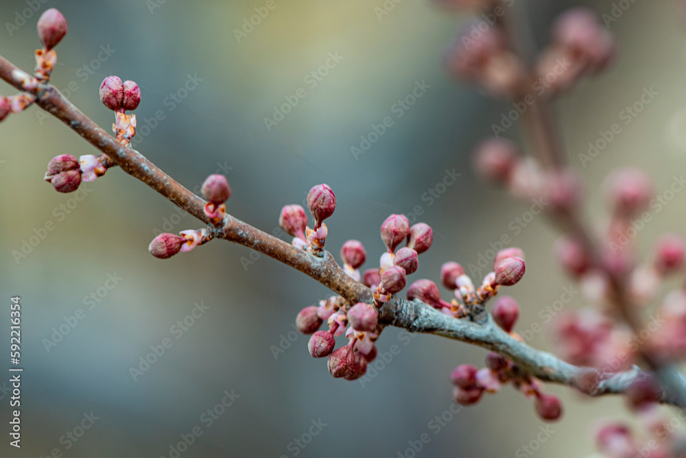 The new buds begin to appear in the spring The new buds begin to appear in the spring