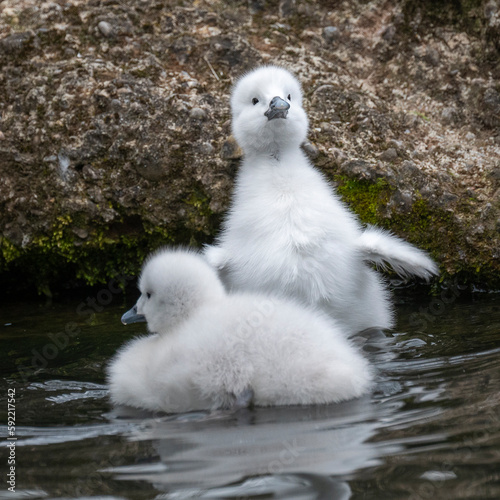 schwarthalsschwanküken schwimmend auf dem Teich