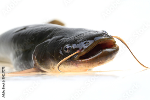 A catfish isolated on a white background