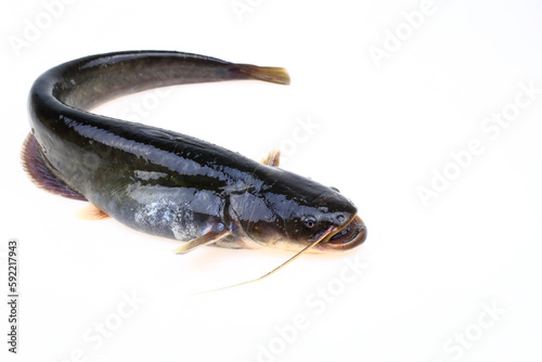 A catfish isolated on a white background