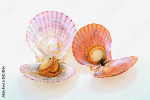 Cooked scallops on a white background