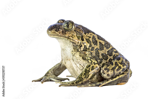 Eastern spadefoot toad on white background