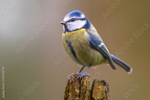 Eurasian Blue Tit perched on log