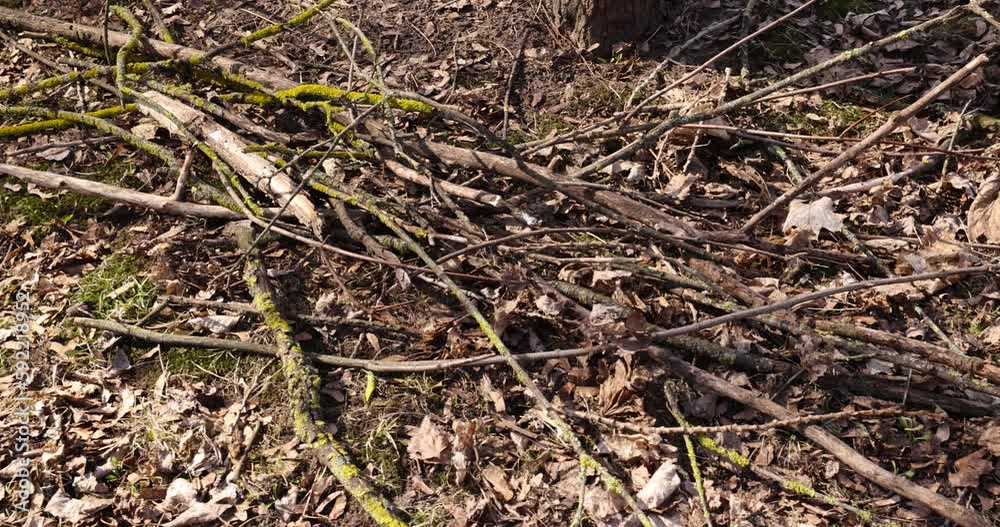 folded tree branches during the cleaning of the forest from debris and old dry vegetation, dry tree branches that can be used for ignition folded tree branches during the cleaning of the forest from debris and old dry vegetation, dry tree branches that can be used for ignition