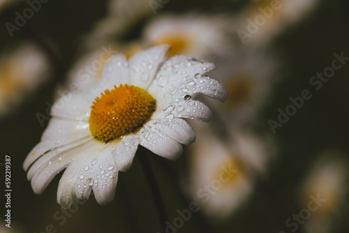 close up of daisy flower, water droplets on petals