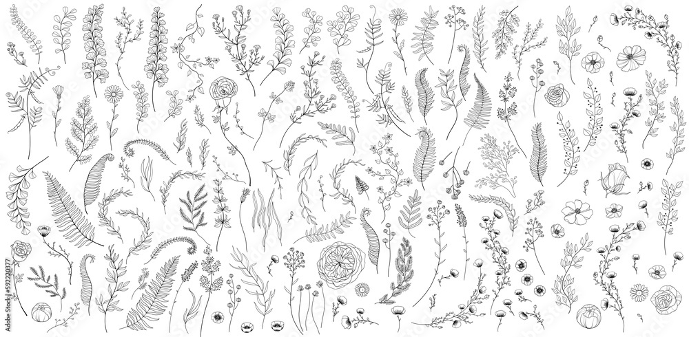 Line art floral element collection with plants, grass, branches, flowers, buds, stems, twigs and leaves, decorative botanical illustrations isolated on white background - obrazy, fototapety, plakaty 