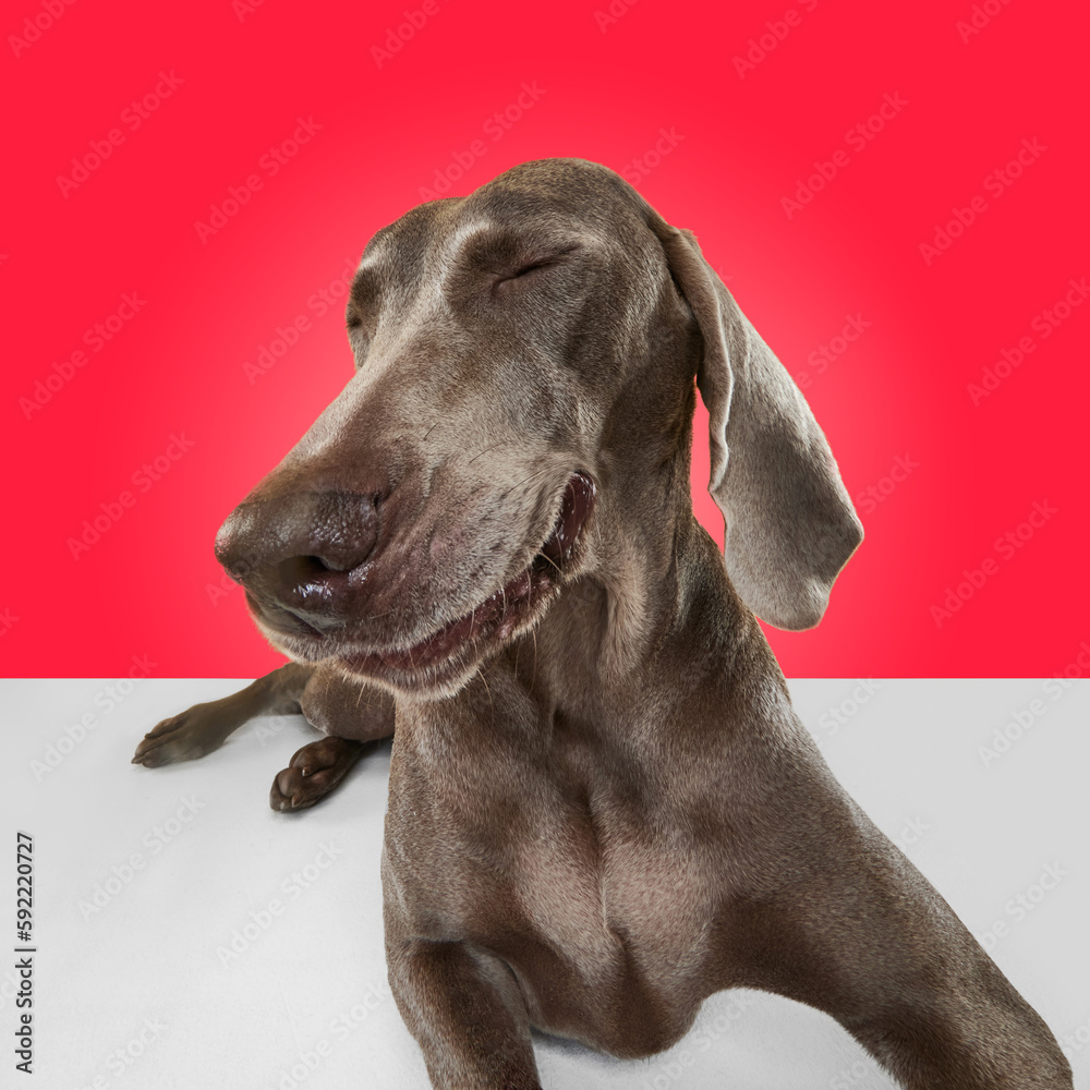 Portrait of cute joyful animal, pet brown fur posing over red studio background. Wide angle. Happy smiling dog Portrait of cute joyful animal, pet brown fur posing over red studio background. Wide angle. Happy smiling dog