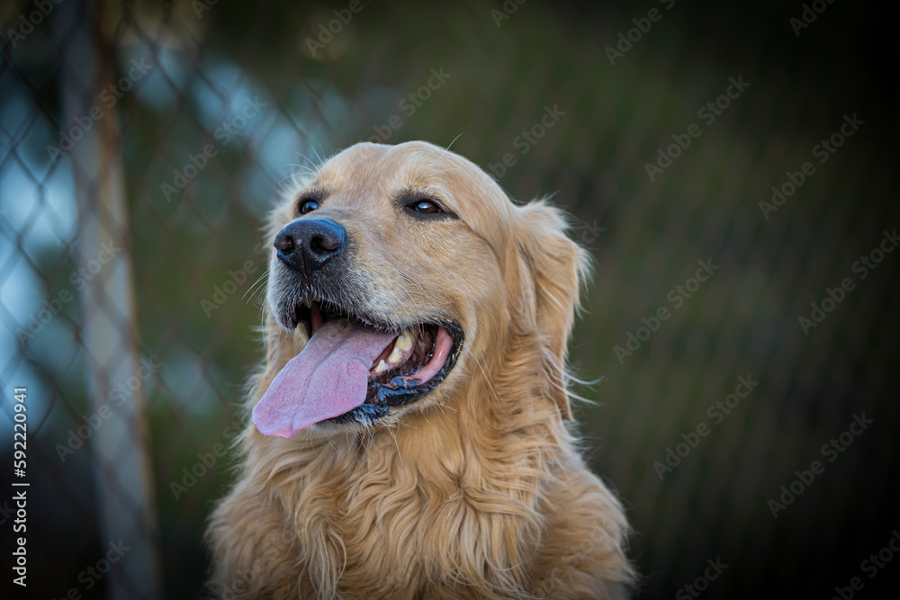 Obraz premium golden retriever portrait showing his tongue