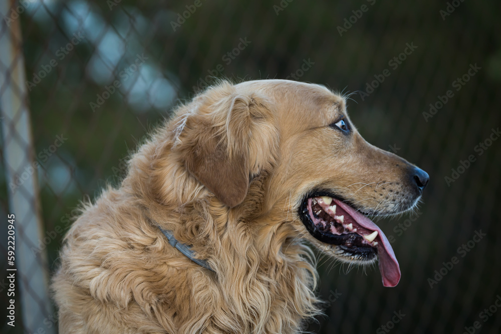 side view of a dog showing the tongue side view of a dog showing the tongue