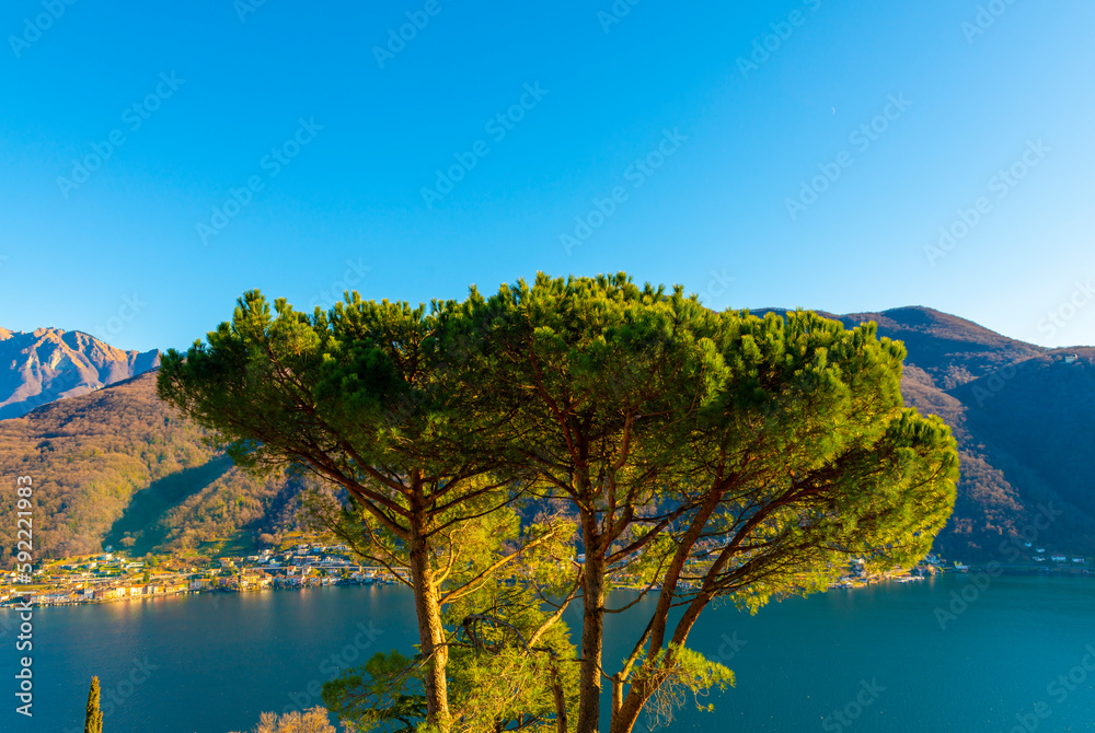 Umbrella Pine Tree and Lake Lugano with Mountain in a Sunny Day in Vico Morcote, Ticino in Switzerland.