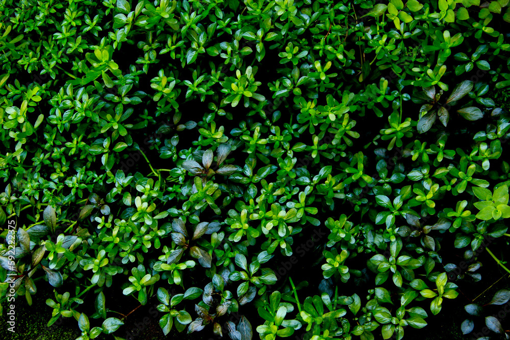 dark green leaves of native bacopa monnieri evergreen vines, earth day dark green leaves of native bacopa monnieri evergreen vines, earth day