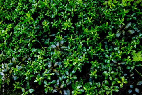 dark green leaves of native bacopa monnieri evergreen vines, earth day photo