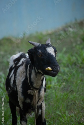 A goat with a black-and-white mixture is standing in the middle 