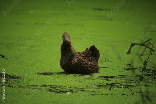 A beautiful duck is bathing in the water of the pond