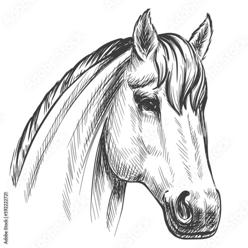 Horse head, vintage sketch vector illustration.