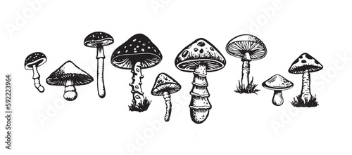 Mushrooms set hand drawn illustrations, vector.