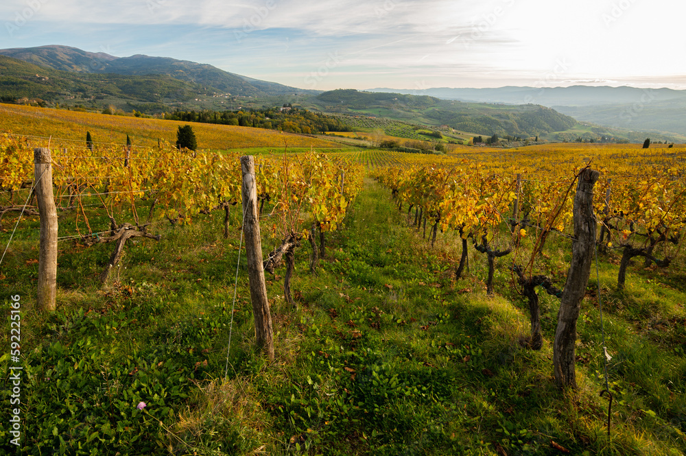 Beautiful vineyard landscape at sunset in Tuscany, Italy. Autumn season.