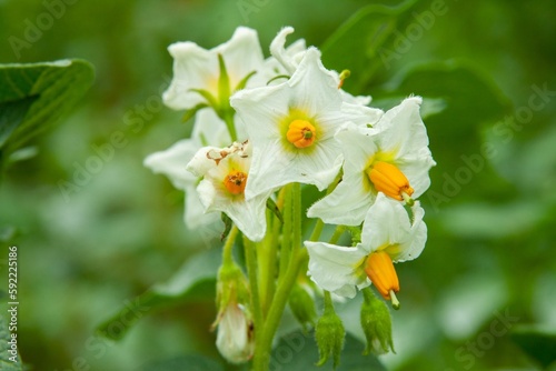 Closeup of potato blossom flowers