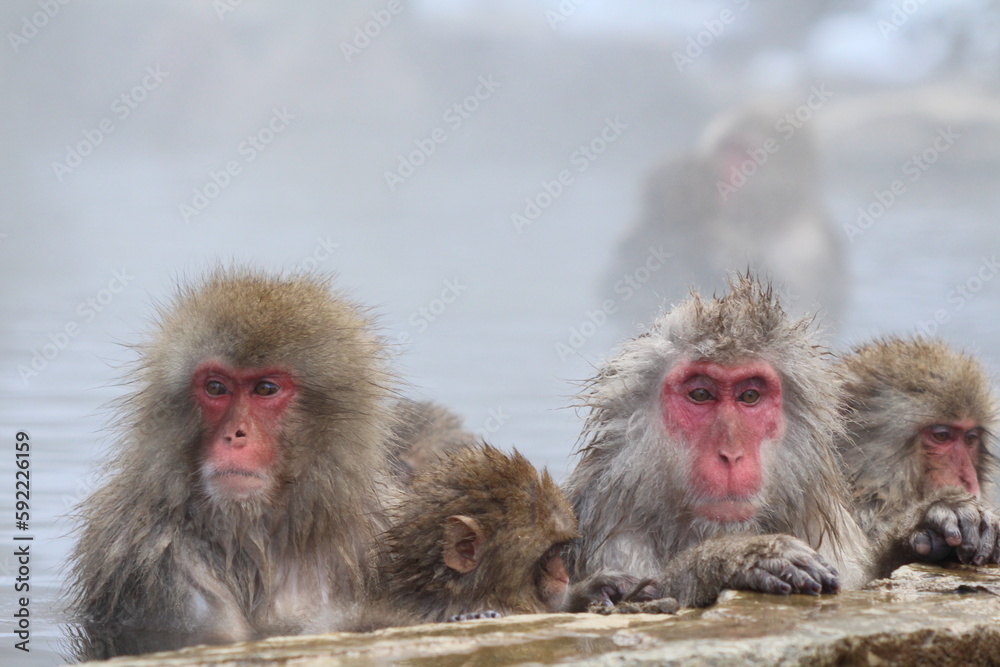Snow monkey family taking the hot spring, in Nagano, Japan Snow monkey family taking the hot spring, in Nagano, Japan