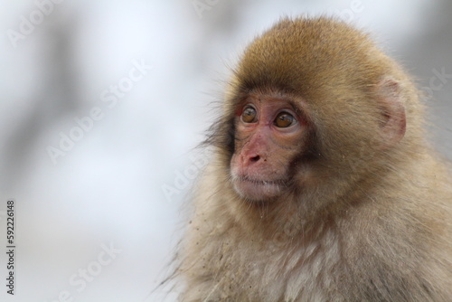 Snow monkey baby in Nagano, Japan